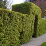 Быстрорастущая живая изгородь: плюсы, минусы и выбор растений