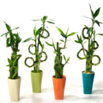 Комнатный бамбук: фото, описание, посадка, уход и размножение