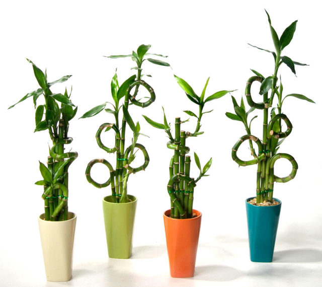 Комнатный бамбук: фото, описание, посадка, уход и размножение