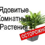 Ядовитые комнатные растения: фото, список, названия, первая помощь