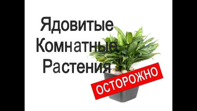 Ядовитые комнатные растения: фото, список, названия, первая помощь