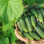 Огурцы в сентябре: посадка, огород, причины, урожай