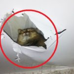 Хрущевка с низким потолком: фото, ремонт, ошибки, оформление