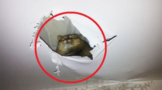 Хрущевка с низким потолком: фото, ремонт, ошибки, оформление