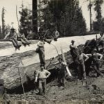 Заготовка дерева в старину: способы, хитрости, инструменты