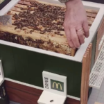 Открыт McDonald's для пчел