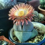 Организация сада из суккулентов