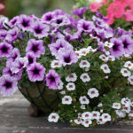 Формула беспрерывного цветения петунии