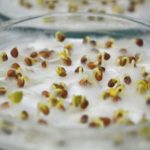 Несколько секретов подготовки семян к посадке