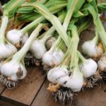 Как вырастить крупный чеснок?