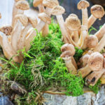 Можно ли вырастить грибы на своем участке? Легко!