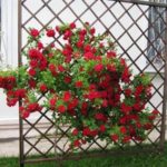 Создаём опоры для плетистых роз: креативно и без усилий.