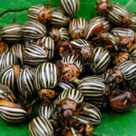 4 способа избавления огорода от колорадского жука без использования химикатов