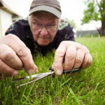 Красивый газон своими руками. Пять основных правил для его создания