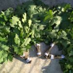 Дубовые веники: правила и рекомендации по сборке и сушке