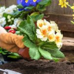 3 совета начинающим цветоводам