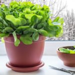 Огород в квартире: что можно вырастить за месяц